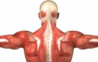 14 Amazing Facts About Your Spine