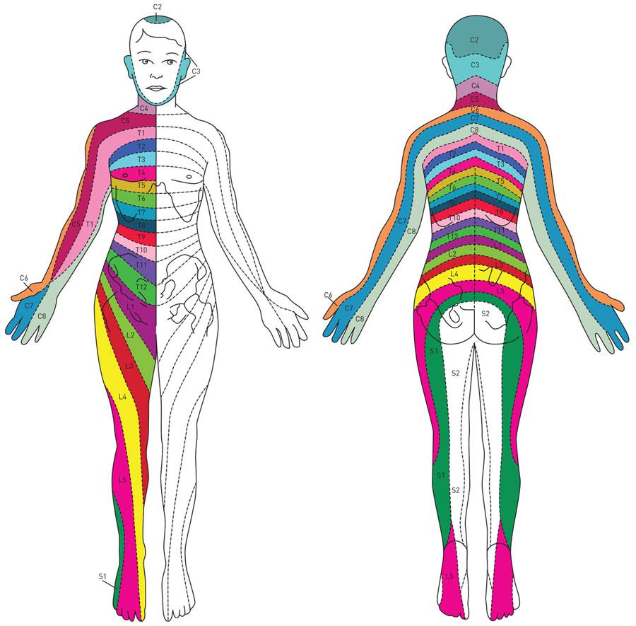 Spinal Nerve Pathways Orthogate